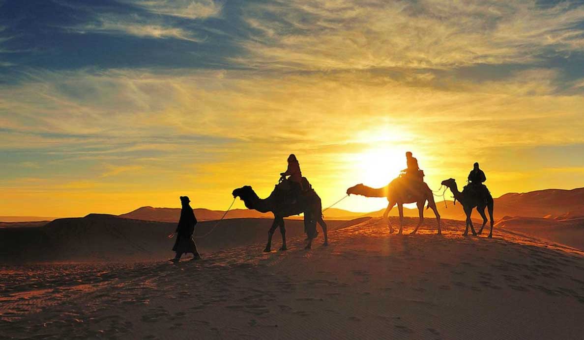 camel trekkin sunset