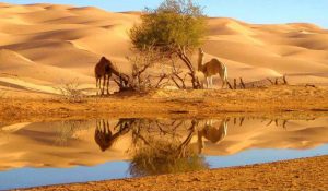 Morocco Camel Tours
